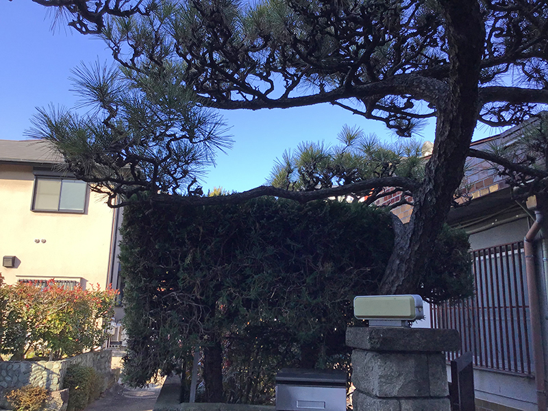 大阪府豊中市　個人宅　門柱付近のマツ（松）、ナンテン（南天）の剪定とカイヅカイブキ（貝塚伊吹）の伐採