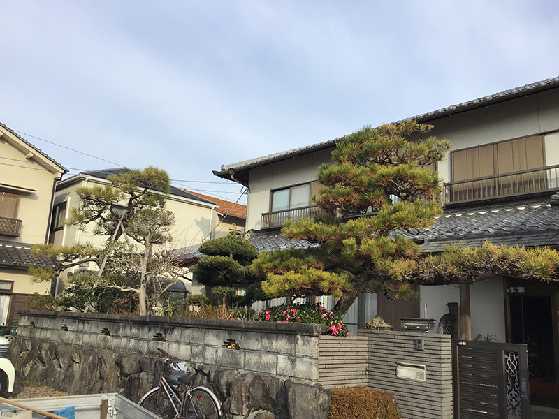 兵庫県三田市　個人邸　門柱付近のマツ（松）の剪定