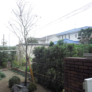 兵庫県川西市　S様邸　ハナミズキ（花水木）の植栽工事