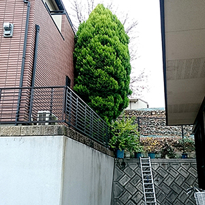 兵庫県西宮市　個人邸　ゴールドクレストの伐採