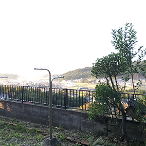 兵庫県川西市　個人邸　カシ（樫）、ヤマザクラ（山桜）の伐採