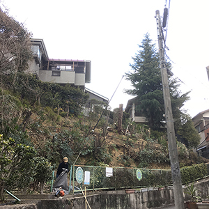 兵庫県川西市　個人邸　カシ（樫）、サクラ（桜）、キンモクセイ（金木犀）の伐採