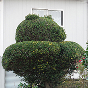 兵庫県宝塚市　個人宅　E様邸　ツゲの剪定　熊の形に造形　トピアリー
