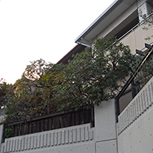 兵庫県西宮市　S様邸　ヤマモモ（山桃）、モミジ（紅葉）、オリーブの剪定