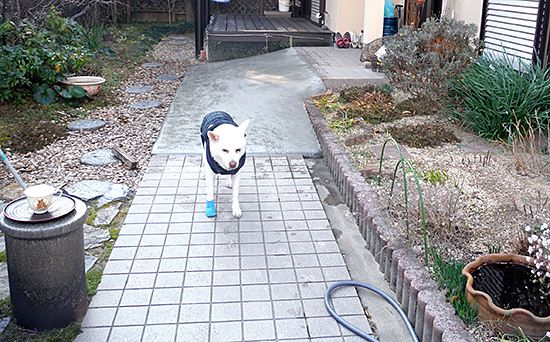 兵庫県西宮市　個人宅　外構工事　ワンちゃん用のスロープ作成工事