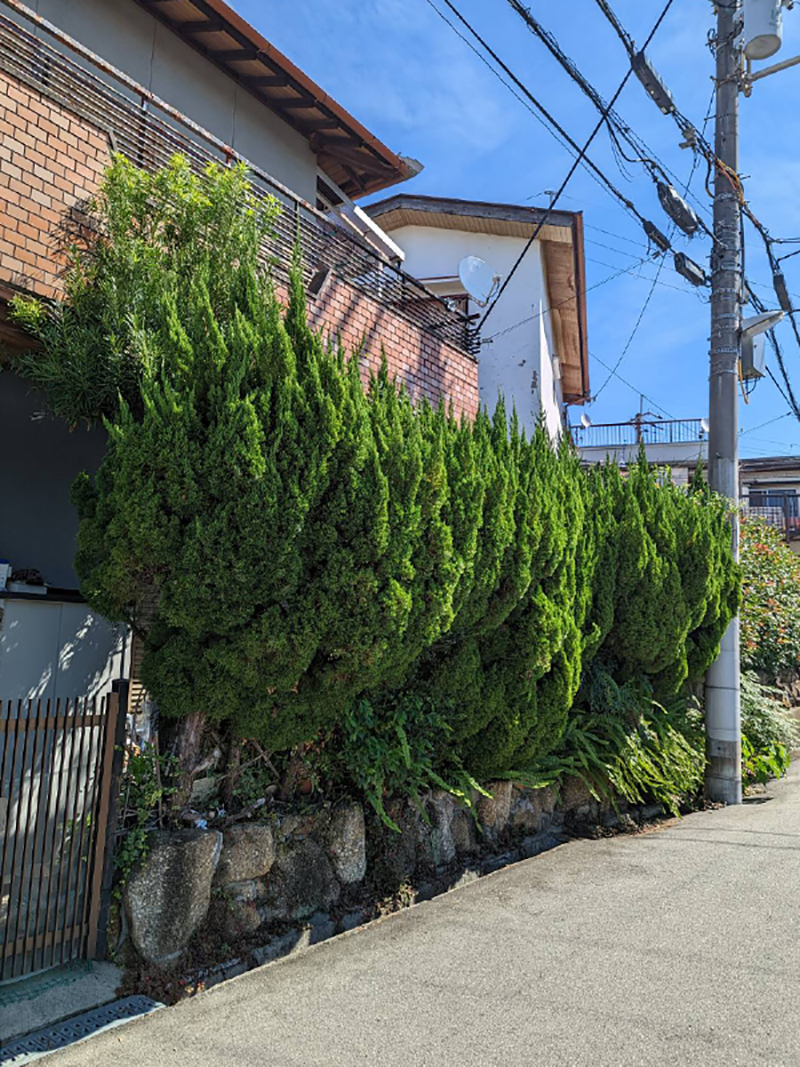 大阪府八尾市　個人邸　貝塚伊吹の生垣を撤去しメンテナンスフリーのウッドフェンスを設置