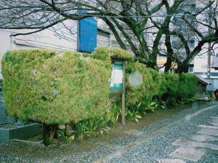 大阪市天王寺区　寺の塀、植栽
