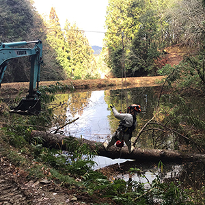 兵庫県宝塚市　公共の池　池に倒れこんだ木の撤去作業