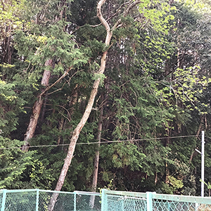 兵庫県三田市　私有地　倒れそうになっている枯れ木の伐採
