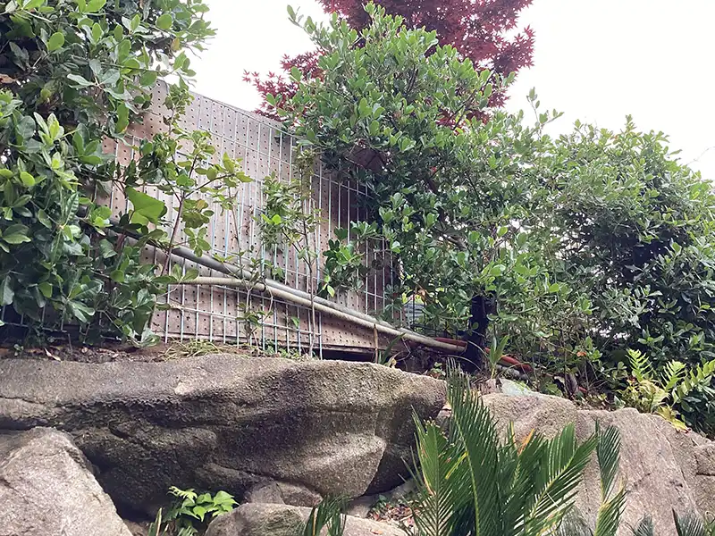 花壇・植栽：大阪府吹田市　個人邸　ウバメガシ（姥目樫）の生垣補植