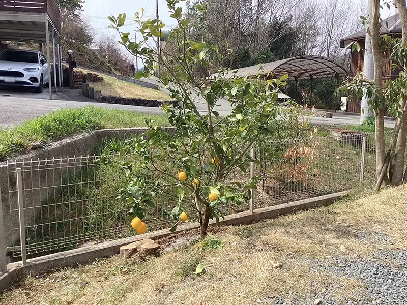 花壇・植栽：兵庫県川辺郡猪名川町　個人邸　レモン（檸檬）の植栽