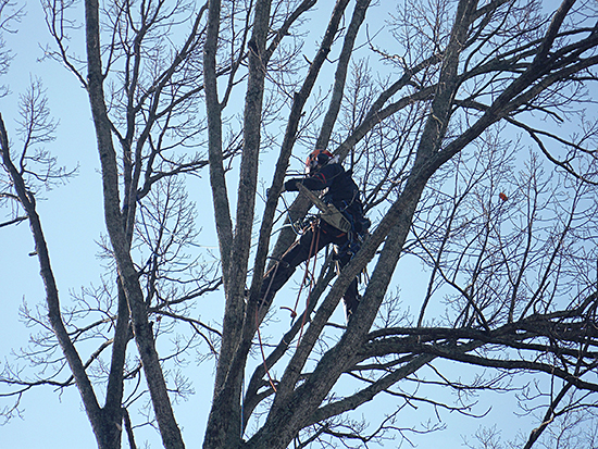 梶屋庵の職人が木に登って伐採作業を行っています。