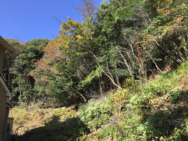 兵庫県宝塚市　個人邸　枯れたマツ（松）、カシ（樫）、コナラ（小楢）の伐採