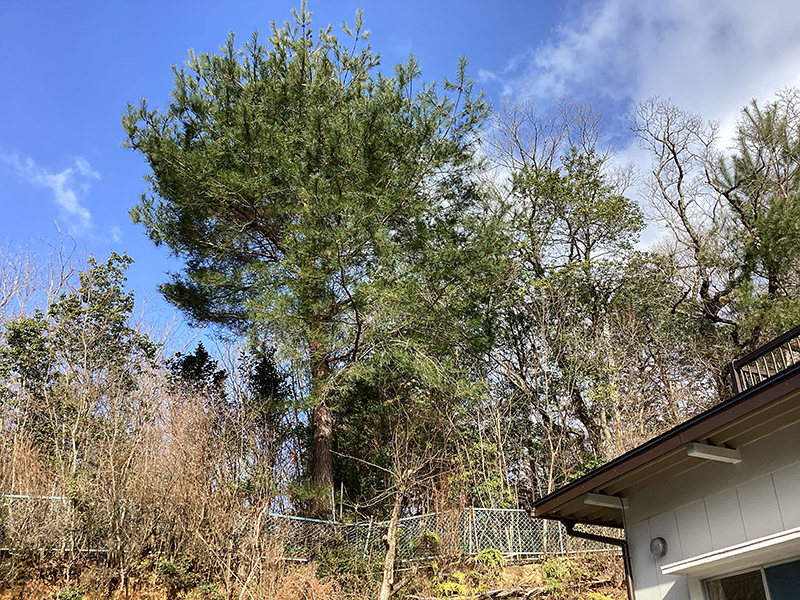 兵庫県西宮市　個人邸　マツ（松）、ナラ（楢）の伐採