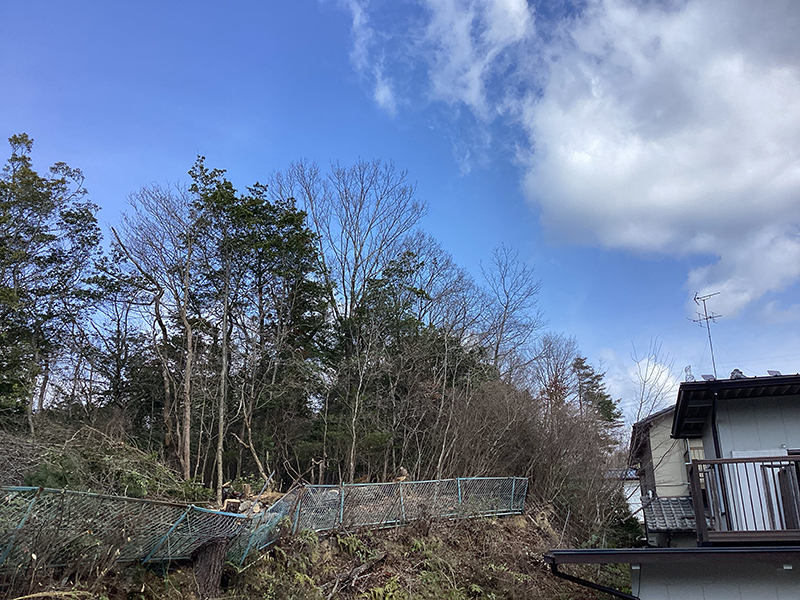 兵庫県西宮市　個人邸　マツ（松）、ナラ（楢）の伐採