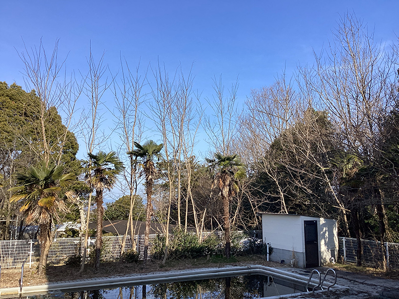 兵庫県神戸市北区　個人邸　シュウロウ、ニセアカシアの伐採