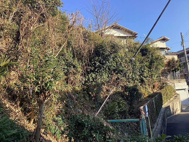 兵庫県神戸市北区　個人邸　シュウロウ、ニセアカシアの伐採