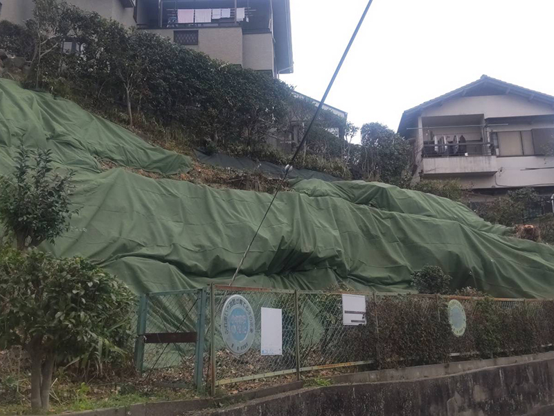 兵庫県神戸市北区　個人邸　シュウロウ、ニセアカシアの伐採