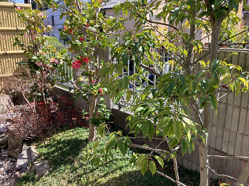 ヒイラギ（柊）の移植