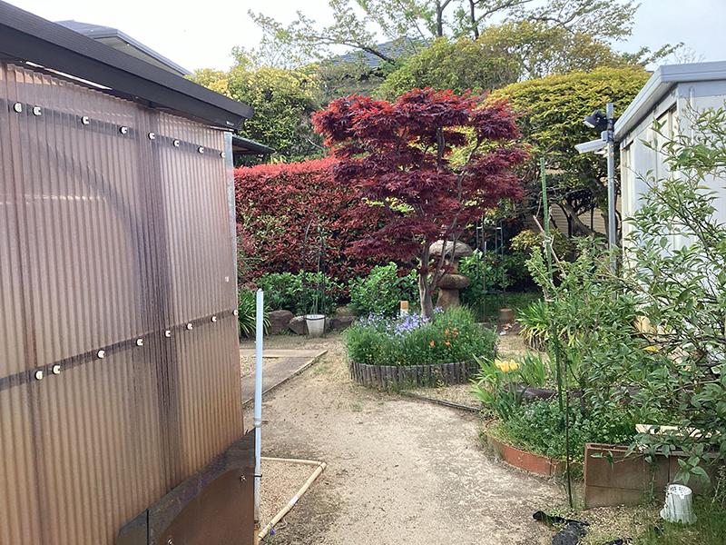 寝巻き作業前のモミジ（紅葉）の様子。