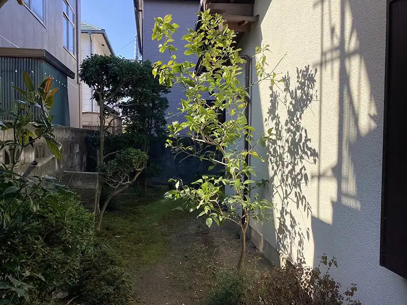 寝巻き作業前のモミジ（紅葉）の様子。