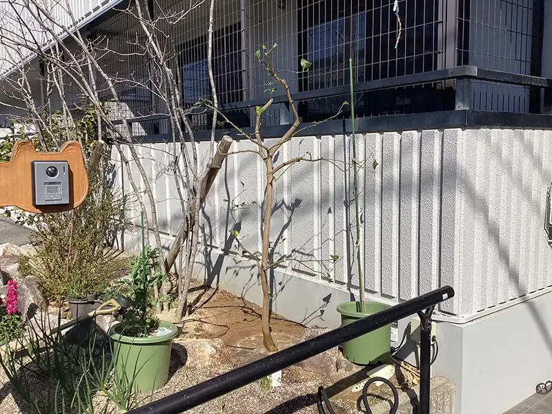 寝巻き作業前のコブシ（辛夷）の様子。