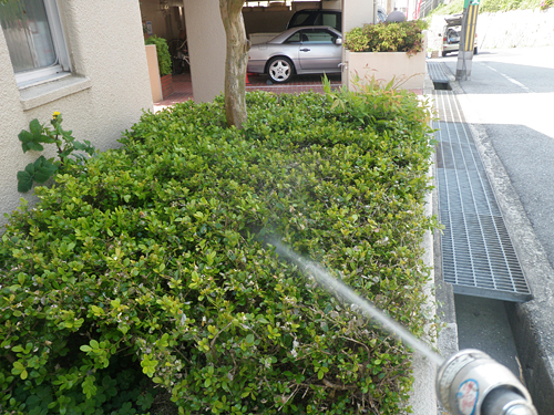 ヒイラギナンテン（柊南天）・笹