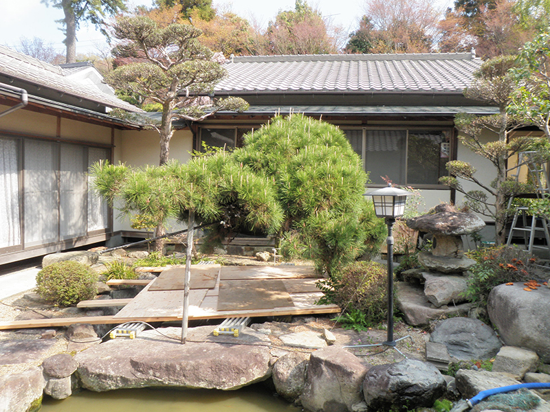兵庫県西宮市　寺　池の上に伸びているマツ（松）の剪定
