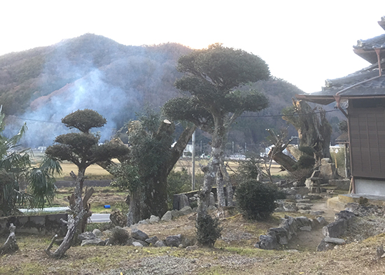 兵庫県三田市　個人邸　強剪定　樹齢100年以上の木