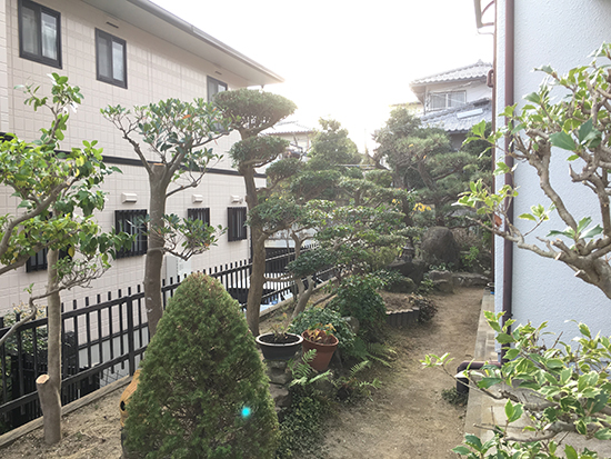 兵庫県宝塚市　個人邸　強剪定　庭の木の剪定　マツ（松）、マキ（槇）、モッコク（木斛）、他
