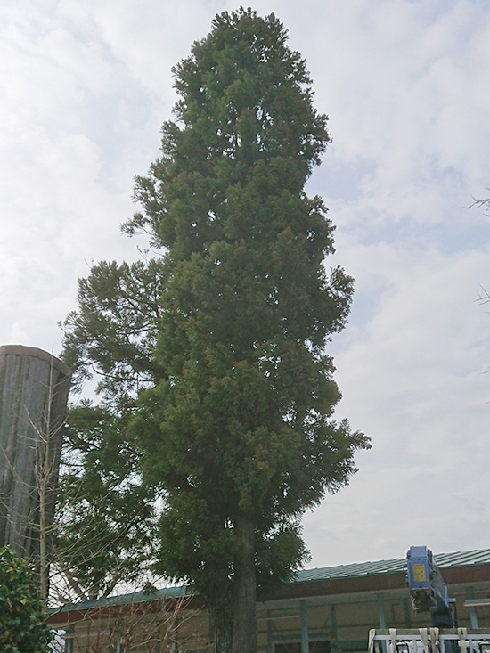 兵庫県西宮市　保育園　大きなスギ（杉）の剪定