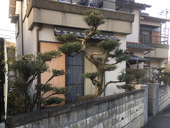 兵庫県宝塚市　個人邸　庭の木の強剪定