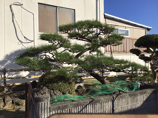 兵庫県尼崎市　個人邸　松の剪定