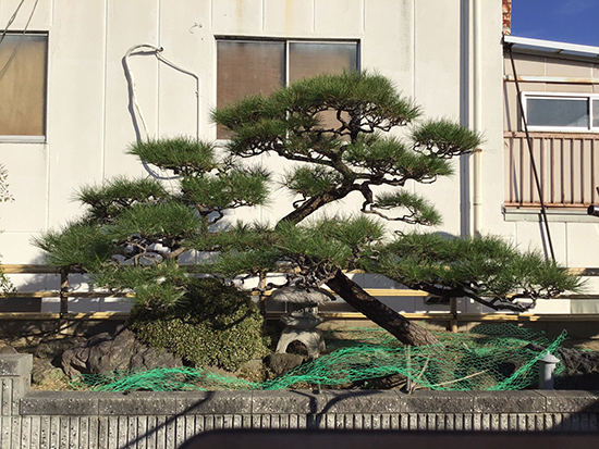 兵庫県尼崎市　個人邸　松の剪定