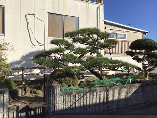 兵庫県尼崎市　個人邸　松の剪定