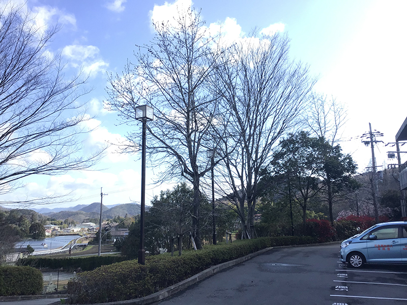 兵庫県宝塚市　福祉施設　駐車場の木の強剪定