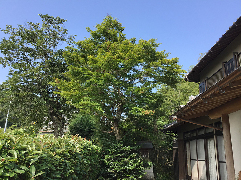 兵庫県宝塚市　個人邸　モミジ（紅葉）、カキ（柿）の強剪定
