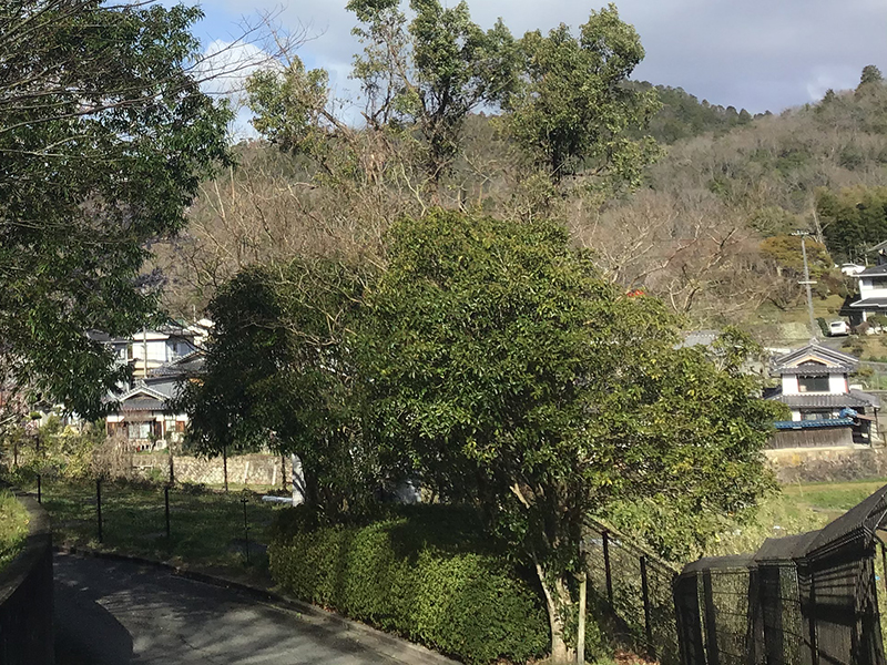 兵庫県宝塚市　福祉施設　通路脇の木の強剪定