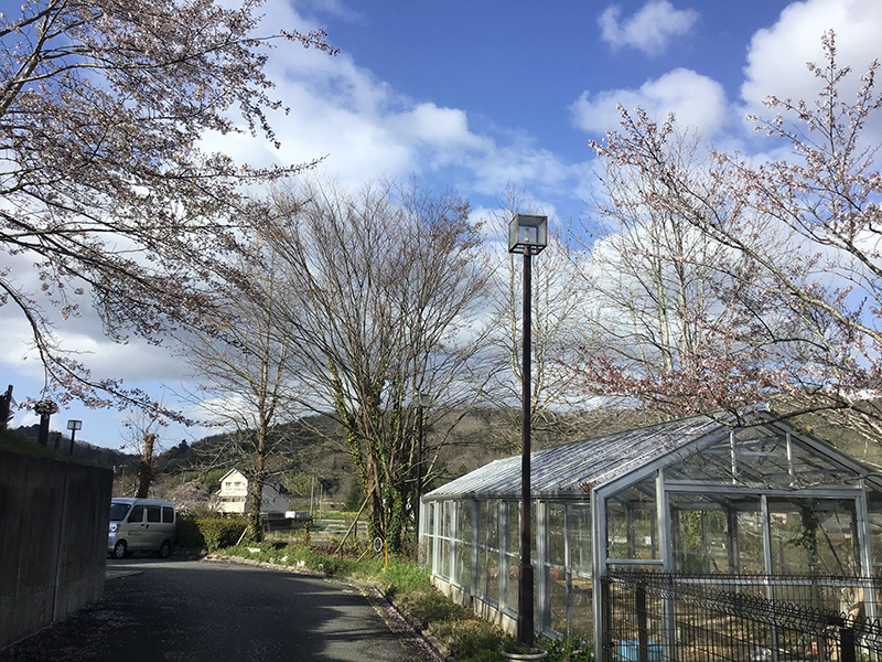 兵庫県宝塚市　福祉施設　庭の木の強剪定