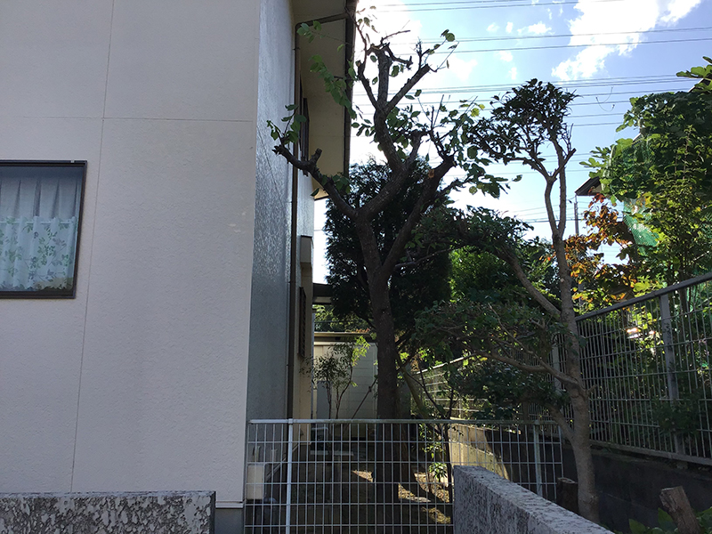 兵庫県三田市　個人邸　デイランディーヒノキの強剪定