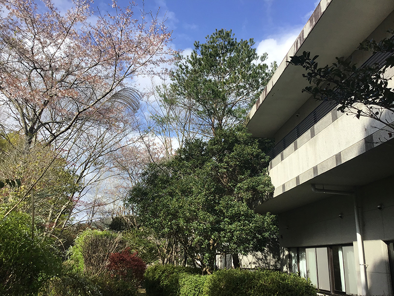 兵庫県宝塚市　福祉施設　建物の周りの木の強剪定