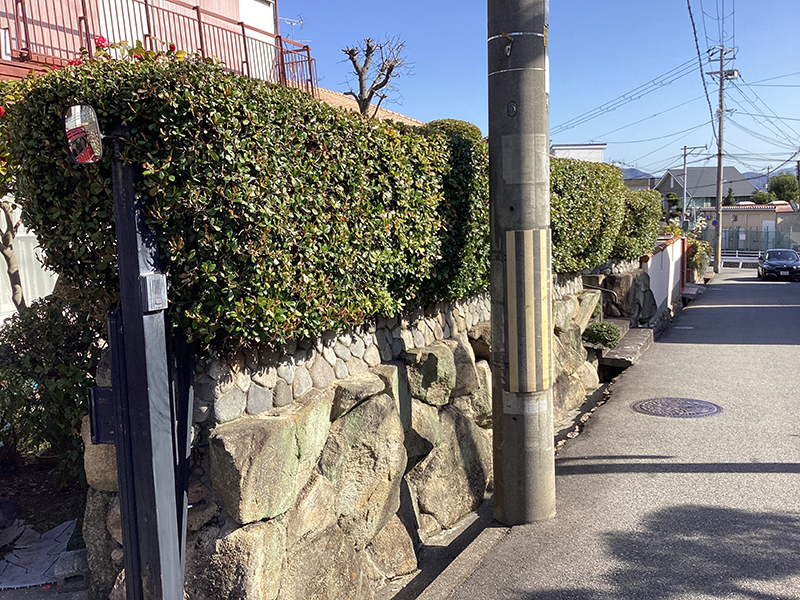 兵庫県宝塚市　個人邸　ウバメガシ（馬目樫・姥目樫）の生垣の強剪定