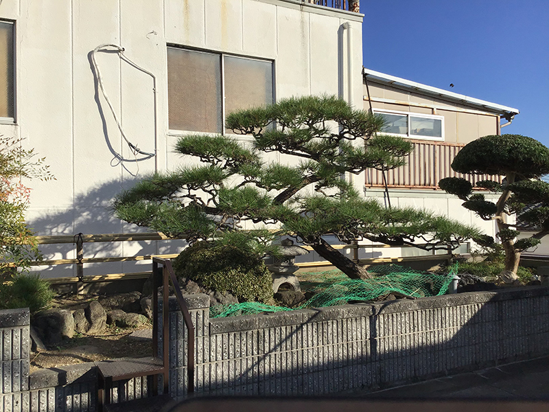 兵庫県尼崎市　個人邸　マツ（松）、マキ（槇）の剪定