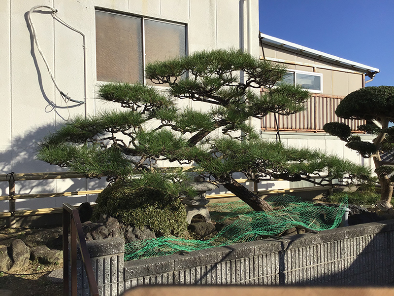 兵庫県尼崎市　個人邸　マツ（松）、マキ（槇）の剪定