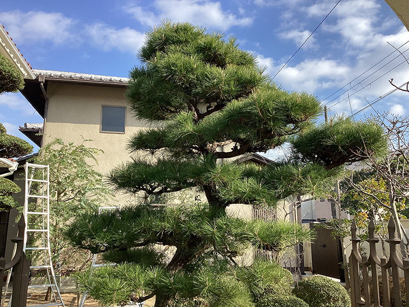 兵庫県西宮市　個人邸　マツ（松）の剪定