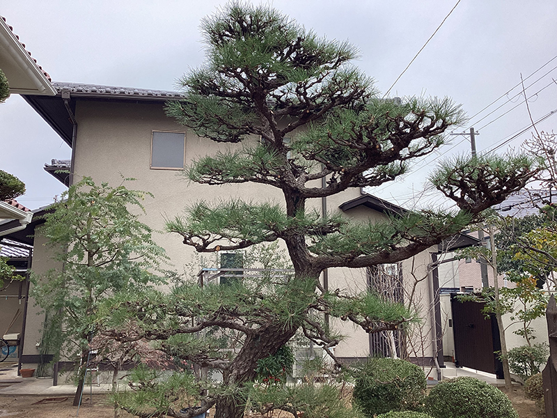 兵庫県西宮市　個人邸　マツ（松）の剪定