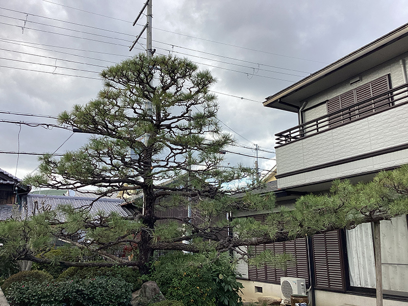大阪府豊中市　個人邸　マツ（松）の剪定