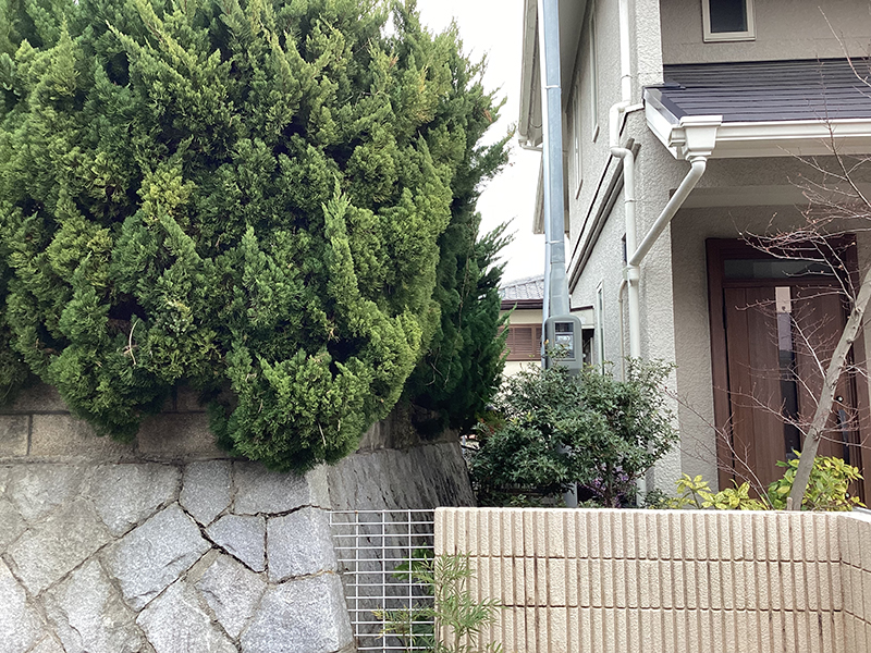 兵庫県宝塚市　個人邸　カイヅカイブキ（貝塚伊吹）の生垣の強剪定