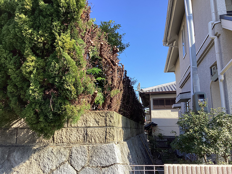 兵庫県宝塚市　個人邸　カイヅカイブキ（貝塚伊吹）の生垣の強剪定