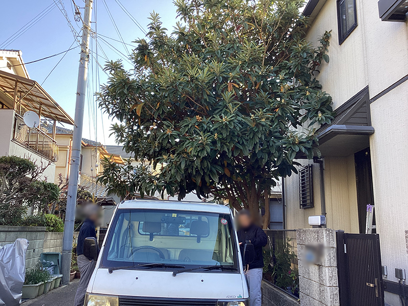 兵庫県宝塚市　個人邸　ビワ（枇杷）の強剪定